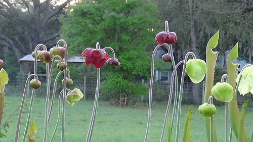 9-)SARRACENIA RUBRA AND ALATA FLOWERS.JPG